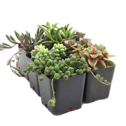 Mountain Crest Gardens Trailing & Strings Succulent Pack - 6 Live Plants in 2 Inch Pots - Real Succulents for Hanging Planters, Home Decor, and DIY Arrangements