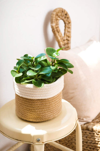 Dahey Small Cotton Rope Plant Basket Woven Plant Coiled Basket for Up to 7" Planter, Decorative Flower Pot Cover Closet Storage Bin Table Desk Organizer for Home Decor, White and Beige
