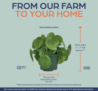 Nature's Way Farms Pilea Indoor Live Plant (6-10 in. Tall) in Grower Pot