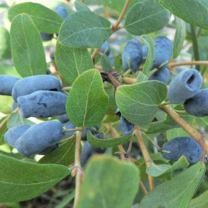 Set 2 Haskap Plants, Live Honeyberry Plant, 4-6" Tall Blue Haskap Berry Plant for Outdoor Garden Planting