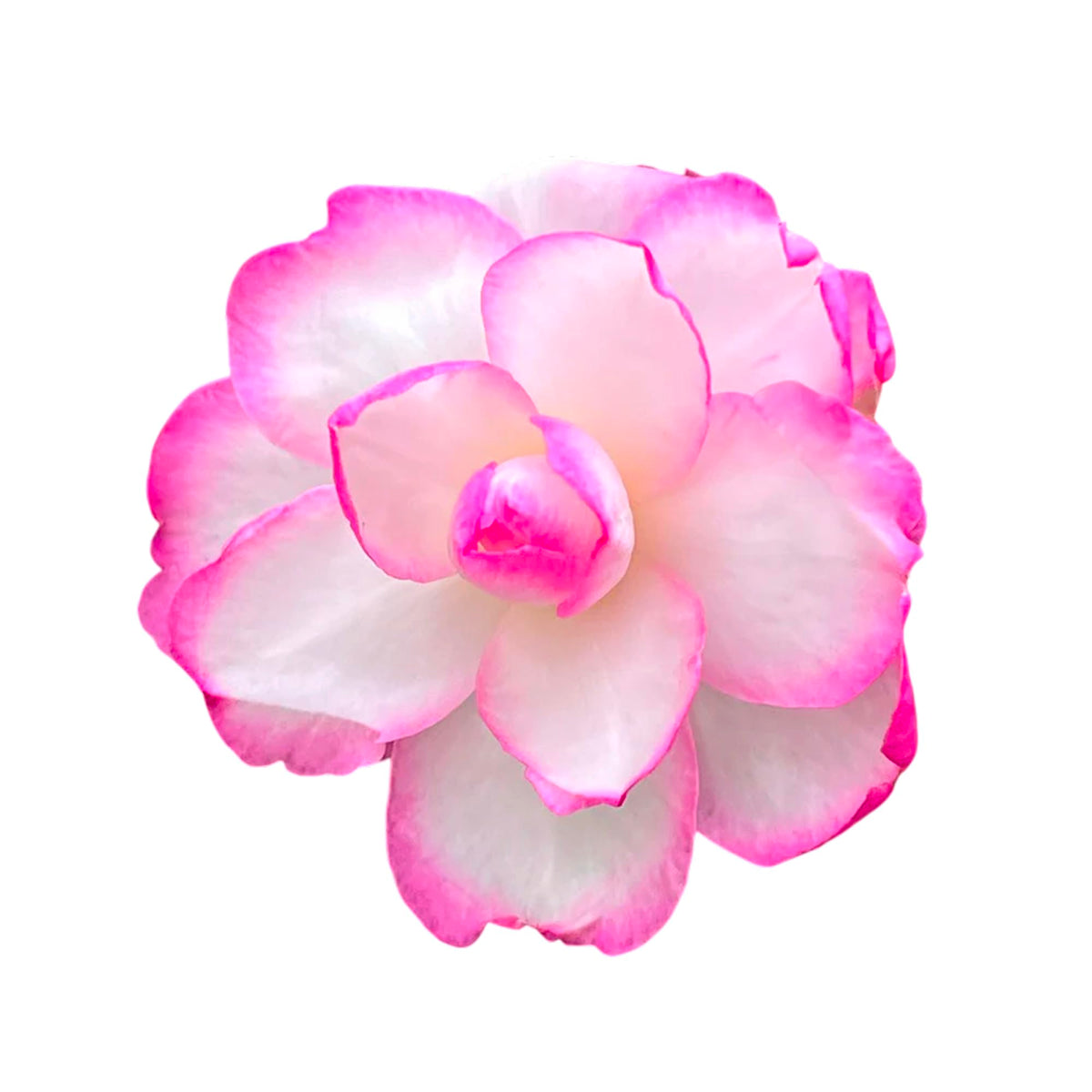 Bob’s Supreme Camellia – Evergreen Flowering Shrub with Large Red Blooms, Hardy Garden Plant for Borders, Containers & Landscapes (1 Gallon/Potted/Single)