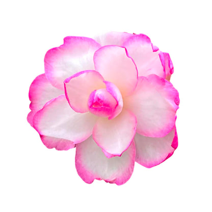 Bob’s Supreme Camellia – Evergreen Flowering Shrub with Large Red Blooms, Hardy Garden Plant for Borders, Containers & Landscapes (1 Gallon/Potted/Single)