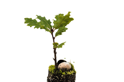 Oregon White Oak | Medium Tree Seedling | The Jonsteen Company