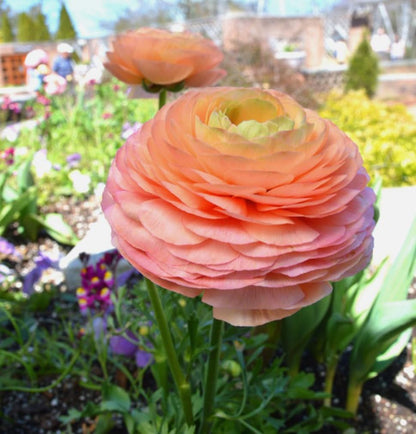 10pcs French Peony Persian Buttercup Mixed Ranunculus Bulbs Largest Double Flower Corms Spring Bloom