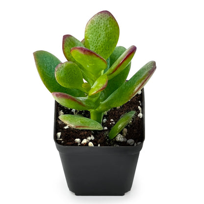 Sprout N Green Jade Succulent Collection, 4 Live Succulent Plant Fully Rooted in 2inch Starter Pot, Home Office Indoor Outdoor Wedding Decoration DIY Projects Party Favor