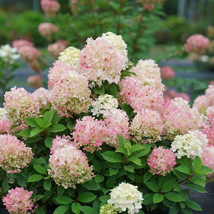 Hydrangea Plant Live, Hydrangea Tree Live Plant for Planting, 5 to 7 Inc Tall, Pink White Flowers