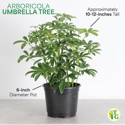 Thorsen's Greenhouse Live Arboricola Umbrella Tree Plant, Schefflera Arboricola, Natural Air Purifier, Easy to Grow, Live Indoor Houseplant, 6-inch Diameter (Chocolate (6" Pot))