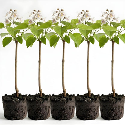 5 Catalpa Tree Plant Live – Catalpa Native Seedlings 1–2 Feet Tall | Easy to Grow Outdoor Trees for Backyard Shade & Wildlife Habitat | Dormant Plant