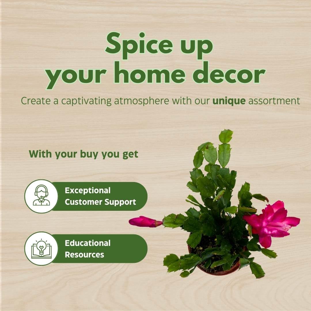 BubbleBlooms Christmas Cactus, 4 inch Xmas Thanksgiving Easter Holiday Schlumbergera Cacti Pink Red White Assorted Flower