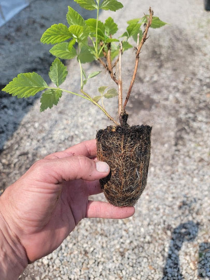 (1) - Fall Gold Everbearing Raspberry - Starter Plant (L4) (1 Live Plant)