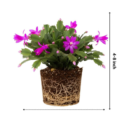 Christmas Cactus Plants Live, Flowering Thanksgiving Cactus with Vibrant Blooms, 4-7'' Tall, Easy-Care Indoor Houseplant (Purple Blooms)