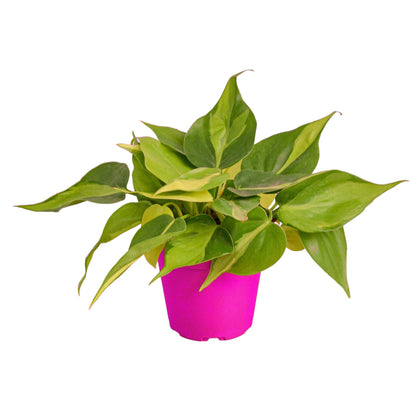 5 Pack Philodendron 'Brasil' in 4in Pot - Live Tropical Houseplant - Easy to Grow | Air Purifying | Variegated | USA Growers | The Snobby Leaf