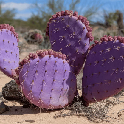 Prickly Pear Cactus Plant, Purple Prickly Pear Live Plant Perennial Outdoor Garden 3-5 Inches