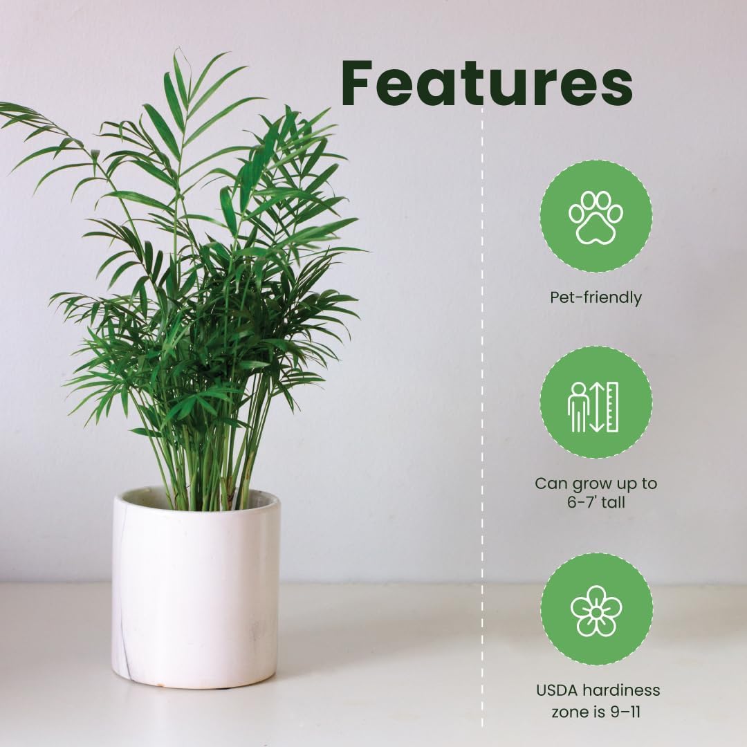 American Plant Exchange Areca Palm – Live 4-Inch 3-Pack, Easy-Care Tropical Houseplants with Lush Green Fronds, Air-Purifying Indoor Plants for Home, Office, Apartments & Small Space Décor