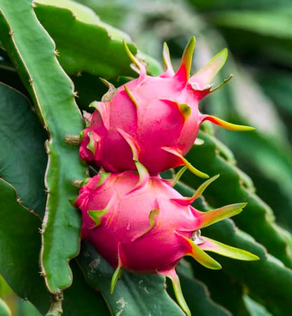 2 Edgar Dragon Fruit Plants (Hylocereus sp.) - Live Rooted Starters (4-6 Inches) - Sweet Red Flesh Pitaya Cactus - Self-Pollinating Vine for Home Gardens
