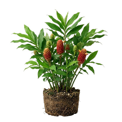 Live Ginger Shampoo Plant Hawaiian Shampoo Ginger Awapuhi Zingiber Zerumbet Red Lily Gingers Roots with Stems, 5-8 Inch Tall