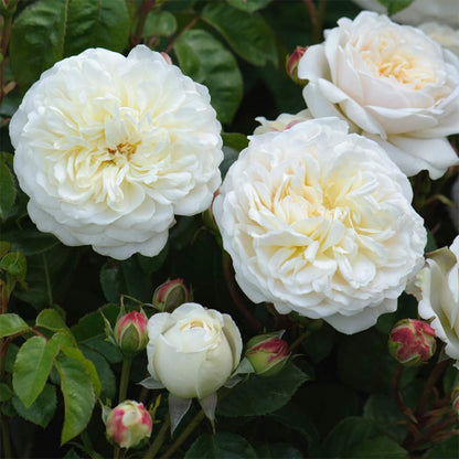 Heirloom Roses David Austin Rose Plant - Tranquillity® White Rose Bush, Live Plant for Planting Outdoors