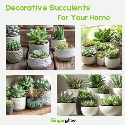 String of Buttons Plant Live | Variegated Crassula Perforata Succulent | Live Trailing Succulent in 4 Inch Pot | Rare House Plant for Home & Office Décor