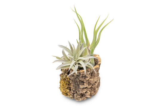 Air Plant Shop Cork Bark Planters with Assorted Air Plants- Wholesale and Bulk - Succulents - Live Tillandsia - Easy Care Indoor and Outdoor House Plants