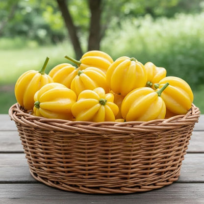 Star Cherry Tree Live Plants, Cherry Plant from 2 to 3 Feet Tall, Edible and Sweet Cherry Fruit Tree, 1 Gallon Pot, Easy Care for Outdoor Gardening