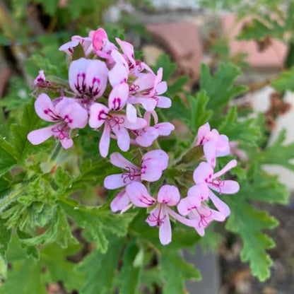 Set 2 Citronella Live Plants 4-7 Inches, Fragrant Citronella Geranium for Growing Outdoor Garden