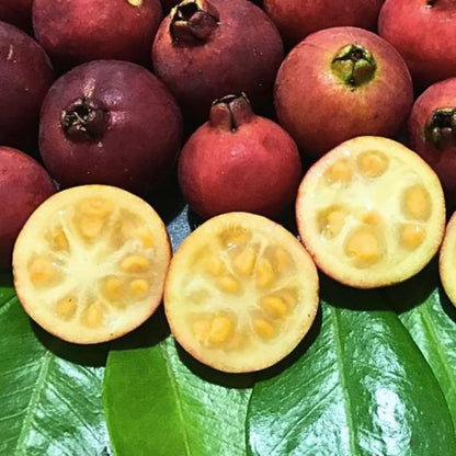 Fragrant Guava Tree Live Plant, Well Rooted 4"-10" in Tall, Tropical Fruit Guavas for Gardening, Zones 9-11 (Strawberry Cherry)