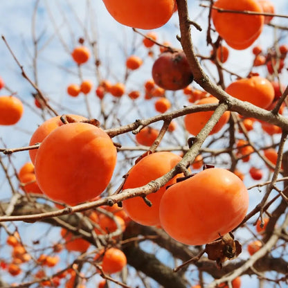 30+ Seed Date Plum Persimmon Fruit Tree Seeds for Planting Outdoor-Non-GMO Heirloom Sweet Fruit Plant in Your Home Garden
