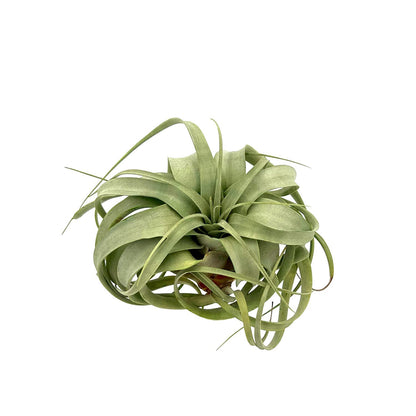 ragnaroc Air Plants - Tillandsia Xerographica, Large 5-7” - 1ct - Live Arrival Gauranteed - House Plants for Home Decor & Gift