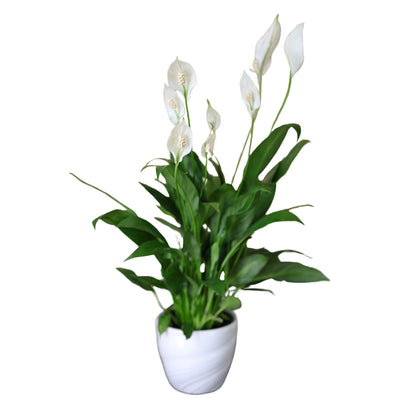 PLANTVERS Spathiphyllum Peace Lily in a 4" Nursery Pot | Air-Purifying Indoor Plant | Low Maintenance | Elegant White Blooms | Low-Light Plant