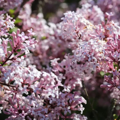 2 Kim Lilac Bushes Trees Live Plants 8-12 Inches Tall, Well Rooted in Quart Pot, Fragrant Spring Flowering Outdoor Plant (Light Pink Lilac Shrub)