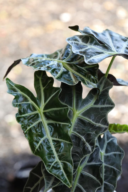 PLANTVERS Alocasia Polly Plant in a 4INCH Nursery Pot - Tropical Air Purifying Indoor Plants - Low Light Indoor Plant - Easy Care Houseplants