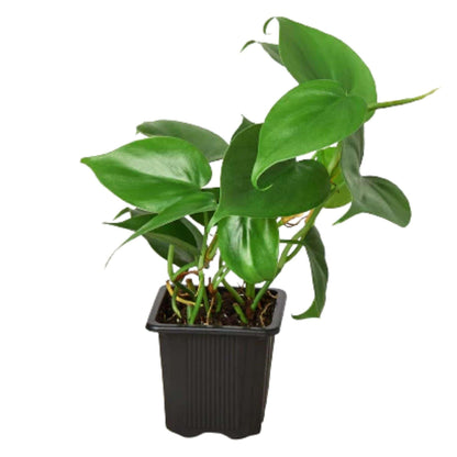 Philodendron Cordatum Heartleaf Live Plant for Indoor | Different Houseplants in 3'' Pot | Real House Plant for Living Room, Office, Desk & Bathroom | Philodendron cordatum