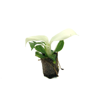Live Plant - Philodendron White Wizard, 4-6” Tall 2” Plug - 1ct - Live Arrival Guaranteed - House Plants for Home Decor & Gift