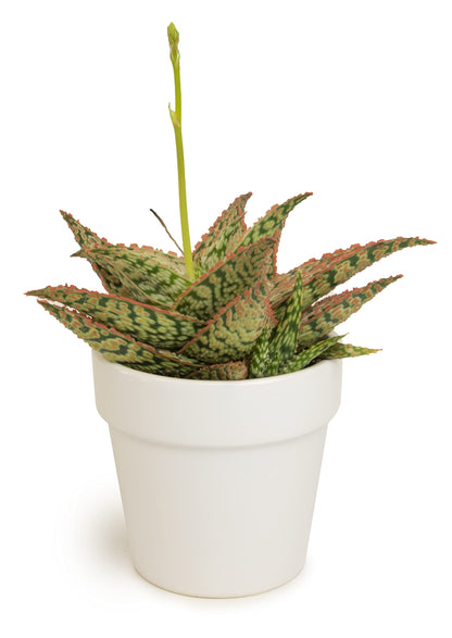 Live Aloe Plant Succulents, Star Aloe Plants Live with White Planter, Succulents Plants Live in Potting Soil Mix, Potted Succulents Live Plants, Cactus Plants Live Succulent Plants by Plants for Pets