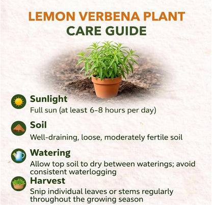 Lemon Verbena Plant, 4-Inch Tall, Well Rooted, Easy Care, Aromatic and Edible Herb Live Plant, Ideal for Containers, Patio & Outdoor Planting