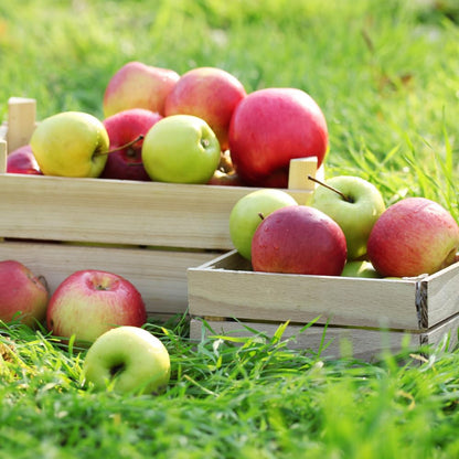 Honey Crisp Apple Tree Live Plant Up to 3 Feet, Bare Root Dormant, Spring Break Fruit Sweet Apple Trees Live Plants for Outdoor Planting, Cold Hardy Fruit