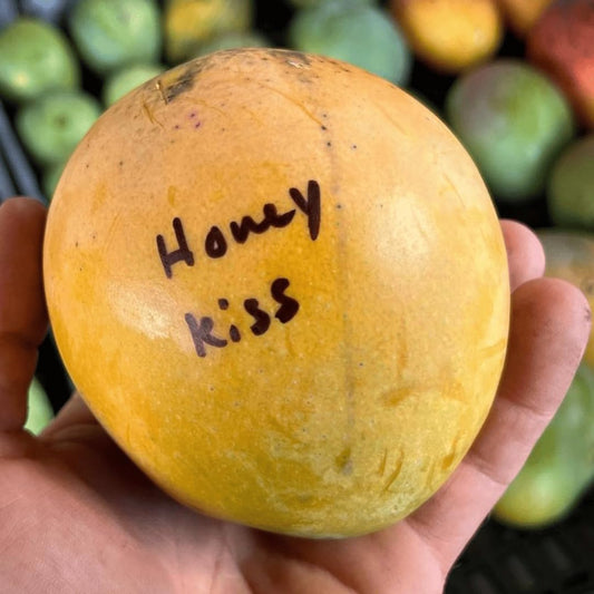 Honey Kiss Mango Tree – 1.5-2 Feet Tall, Naturally Seed Grown | Live Dwarf Tropical Fruit Tree (Mangifera Indica) | Compact, Container-Friendly Variety | Sweet, Fiberless Honey Like Mango