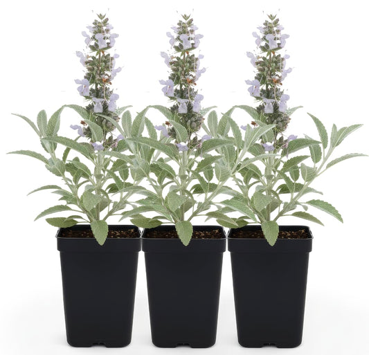 White Sage 3 Live Plants (Salvia apiana) – Sacred California Native Bee Sage Shrub for Outdoor Gardens, Fragrant Silver Leaves, Drought Tolerant Pollinator Friendly Landscaping