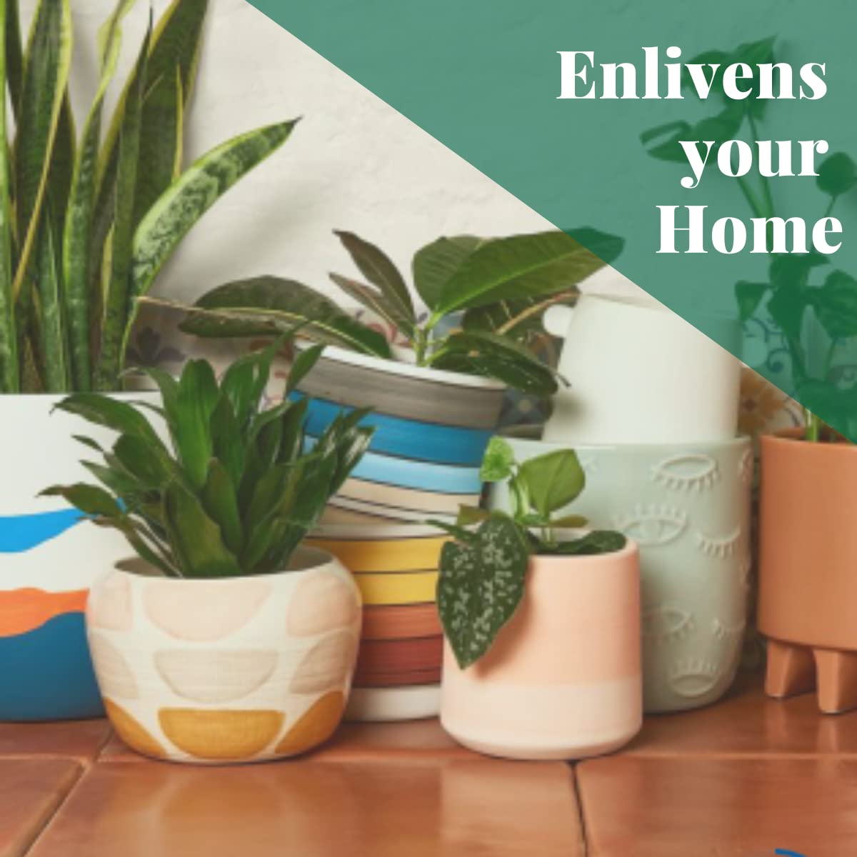House Plant Shop | Zamioculcas Zamiifolia 'ZZ Plant' - 3" Pot | Live Indoor Plant | Free Care Guide
