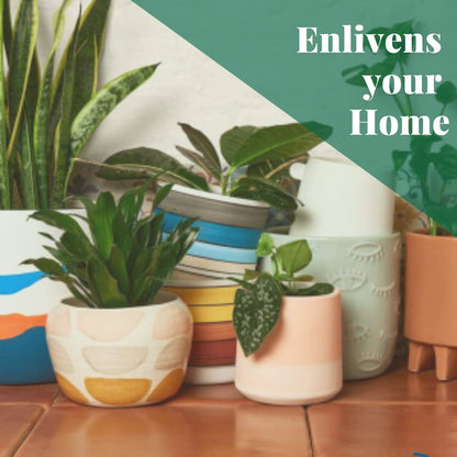 House Plant Shop | Calathea 'Beauty Star' - 4" Pot | Live Indoor Plant | Easy to Care | Natural Décor Plant | Great Gifts| Free Care Guide