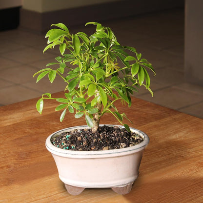 Brussel's Bonsai Live Hawaiian Umbrella Bonsai Tree - Small, 3 Year, 4 to 7 Inches Tall - Indoor Bonsai Tree with Ceramic Bonsai Pot