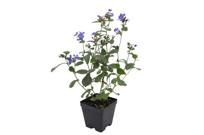 Greenwood Nursery: Live Ground-Cover Plants - Dwarf Plumbago + Ceratostigma Plumbaginoides - [Qty: 2X Pint Pots] - (Click for Other Available Plants/Quantities)
