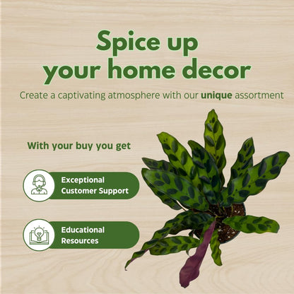 Calathea Lancifolia, Rattlesnake, Prayer Plant, Rattle Snake, 4 inch Pot