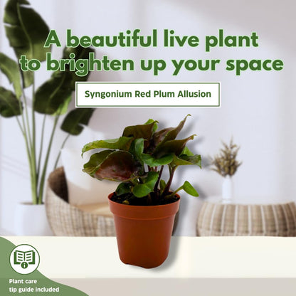 BubbleBlooms Syngonium Red Allusion in a 2 inch Pot Tiny Mini Pixie Plant