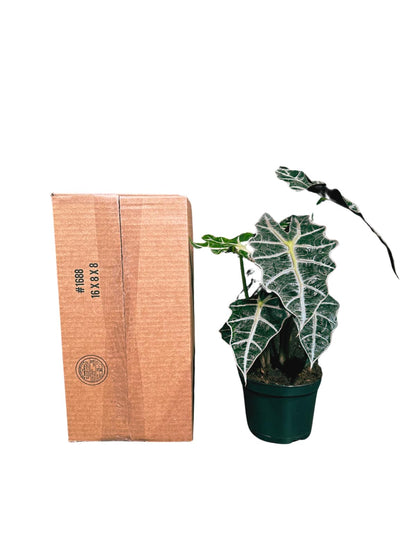 Alocasia Polly African Mask Plant in a 4" Nursery Pot - Tropical Indoor Plant - Air Purifier Houseplant for Gift