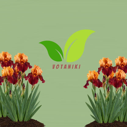 Votaniki Iris Howard Weed Tall Bearded Iris Rhizome Apricot Yellow Red Flowers Spring Bloom Garden Borders Full Sun Outdoor Planting Perennial (Pack of 3)