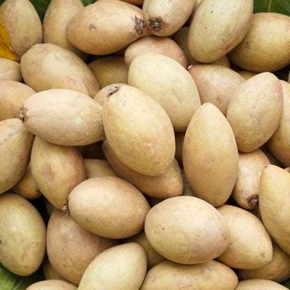 Sapodilla Tree Live Plant, Sapote Fruit Tree Plants for Outdoor Garden, 2-3' Tall in 3 Gallon Pot, No Ship to CA