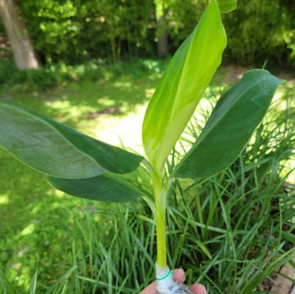 Grand Nain Banana Starter Plant - Live Banana Tree - 4-6 inches Tall (Grand Nain)