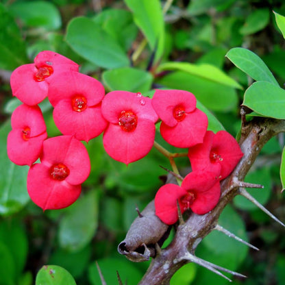 Red Crown of Thorns Plant Live, Euphorbia Milii Plant Live Potted 4 Inc, Cactus Plants Live Houseplants