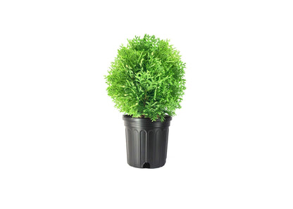 Little Giant Arborvitae | 1 Live Gallon Size Plant | Dwarf Evergreen Shrub, Perfect for Landscaping & Privacy, Low Maintenance, Hardy & Drought Tolerant